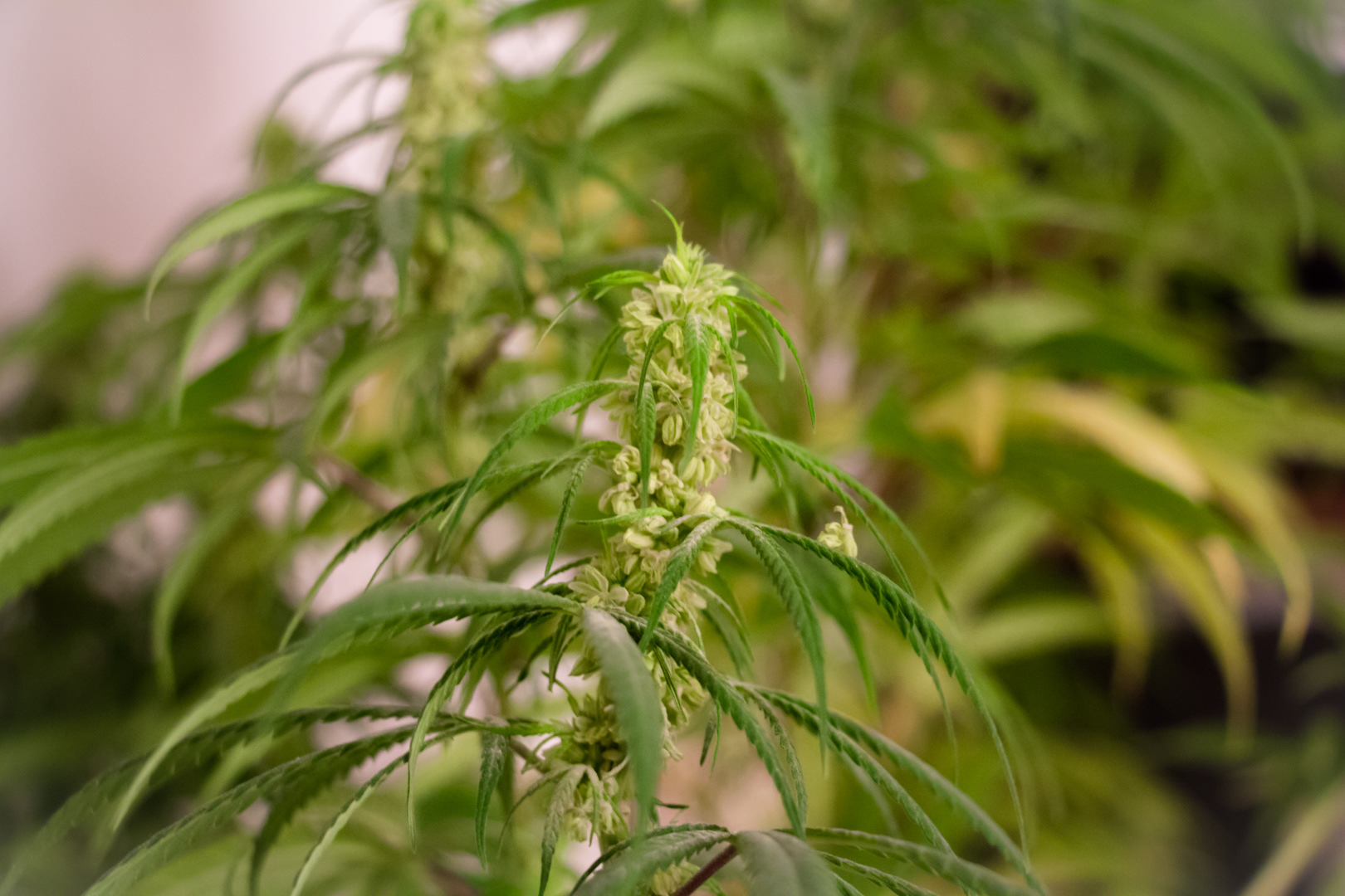 Amsterdam Weekend - Image 7