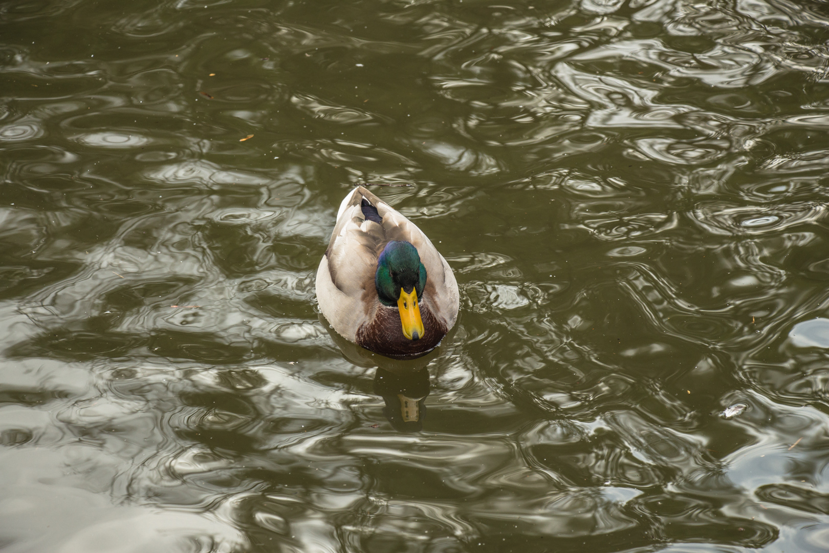 Amsterdam Weekend - Image 25