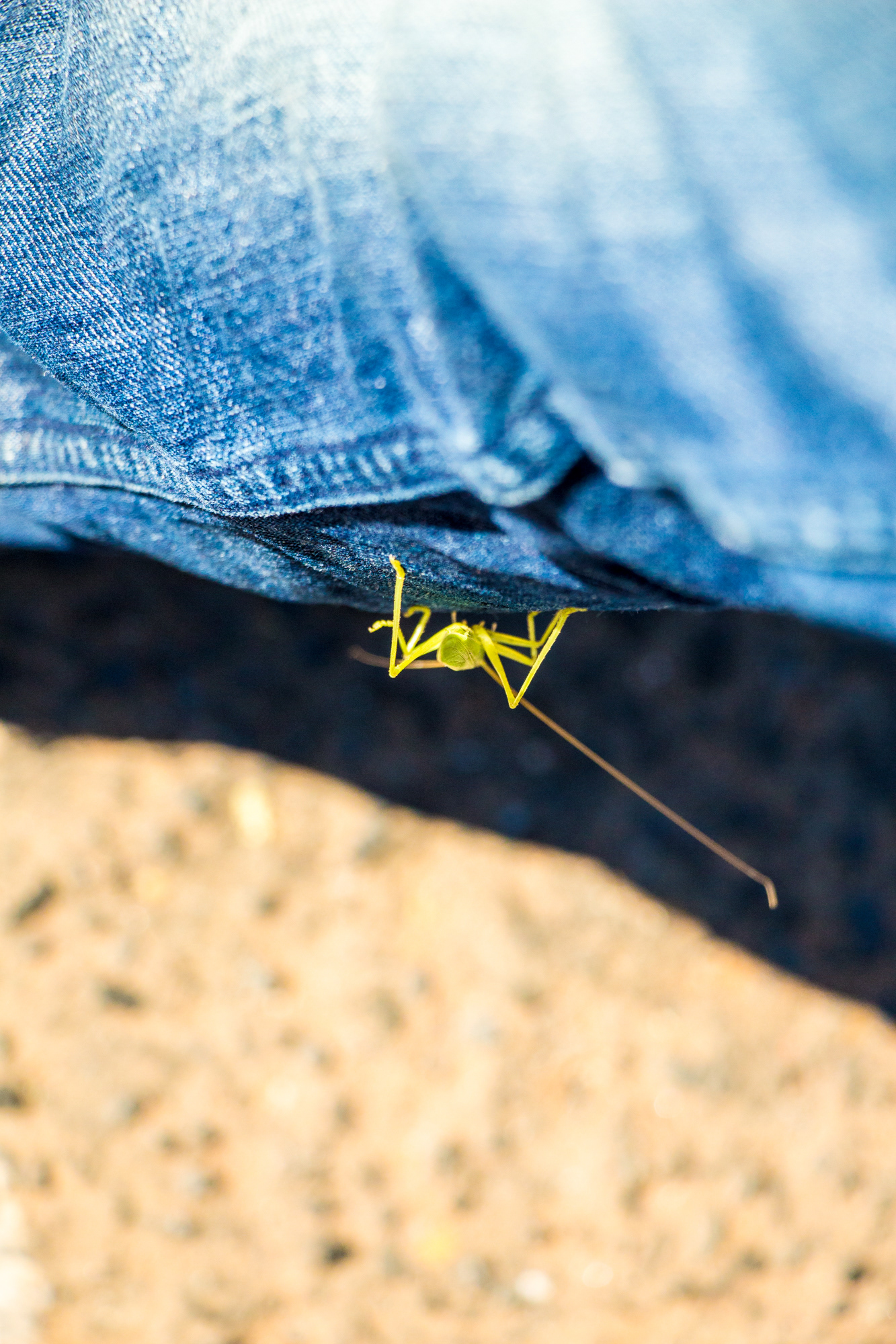 Experimental Holambra - Image 3