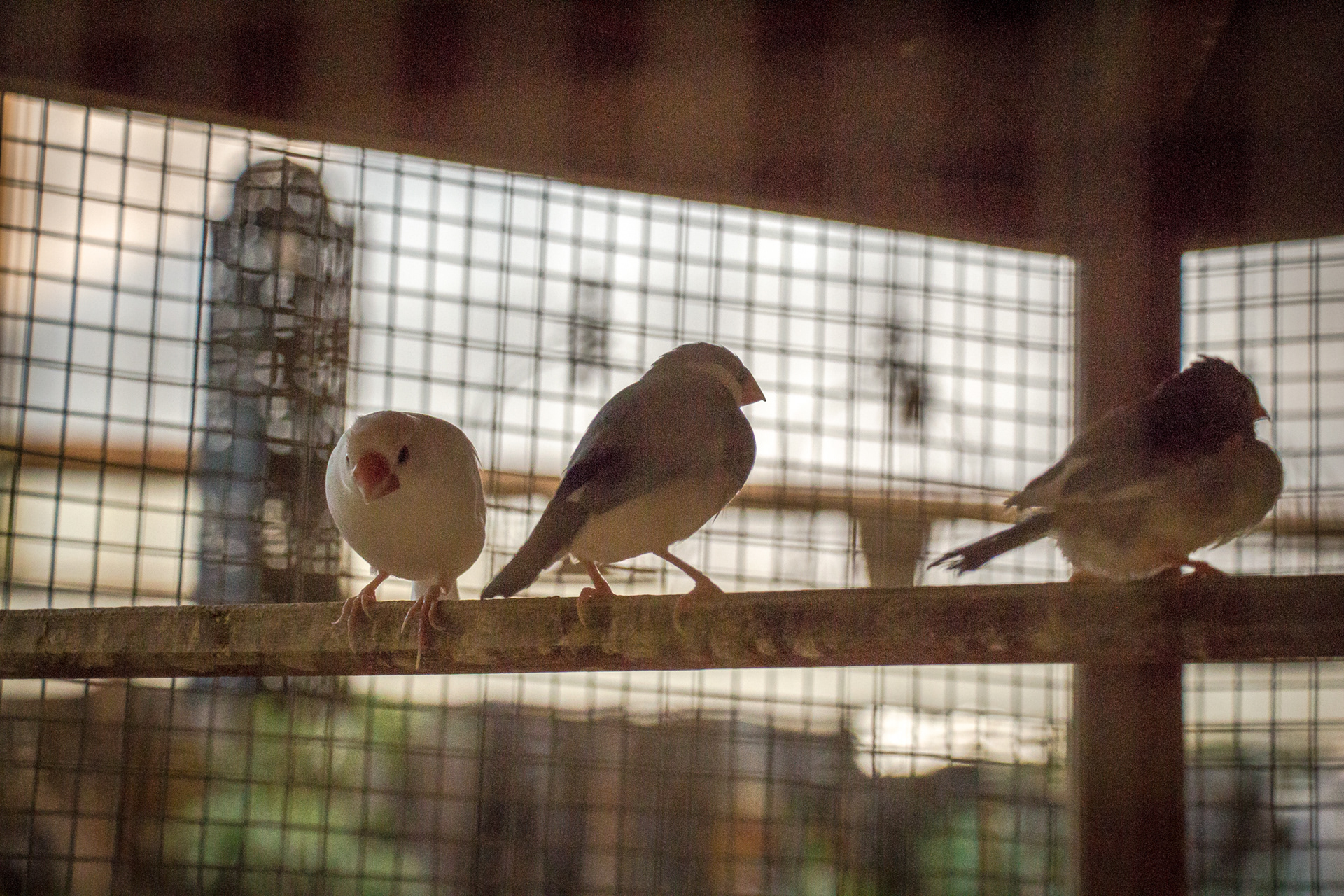 Experimental Holambra - Image 7