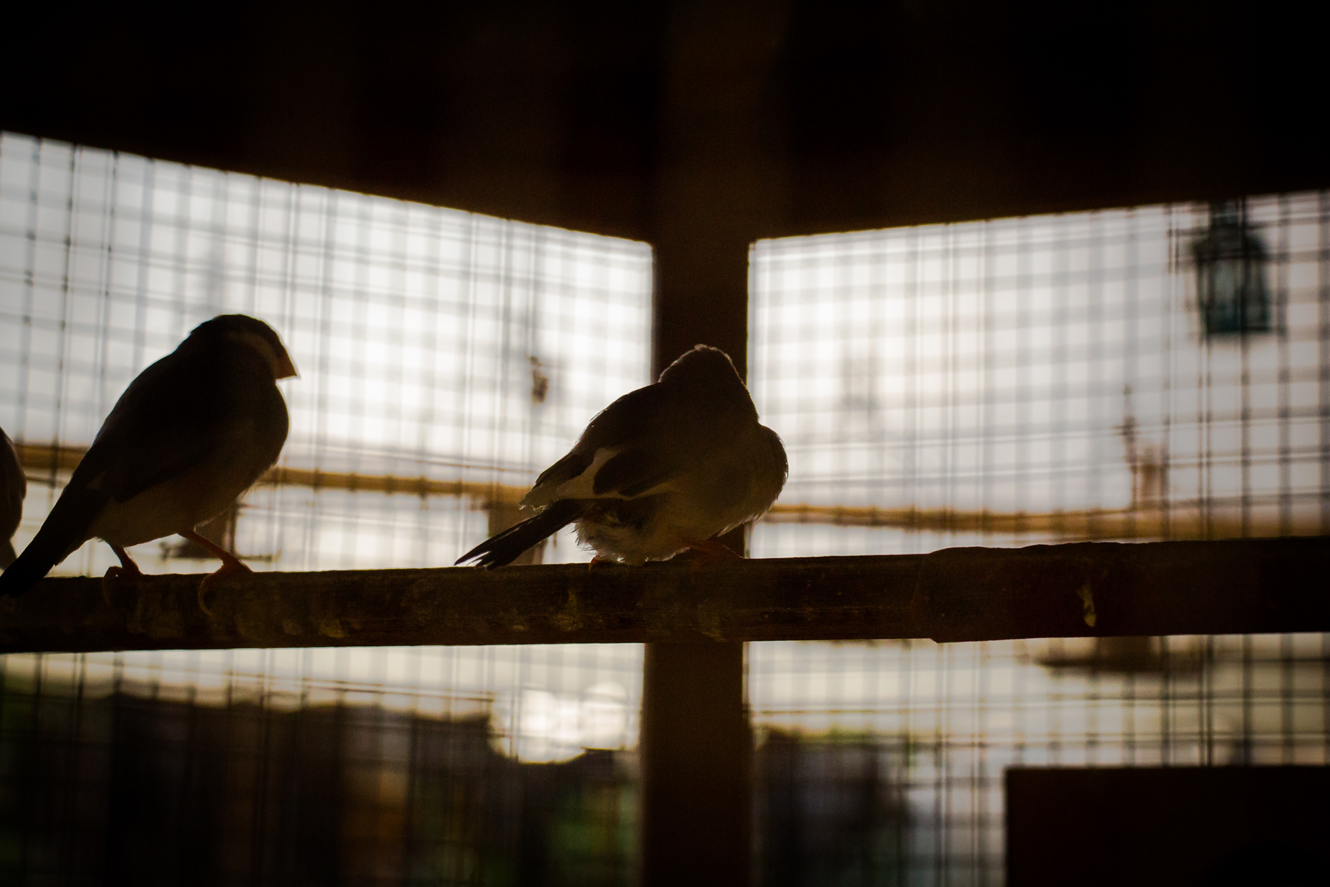 Experimental Holambra - Image 8