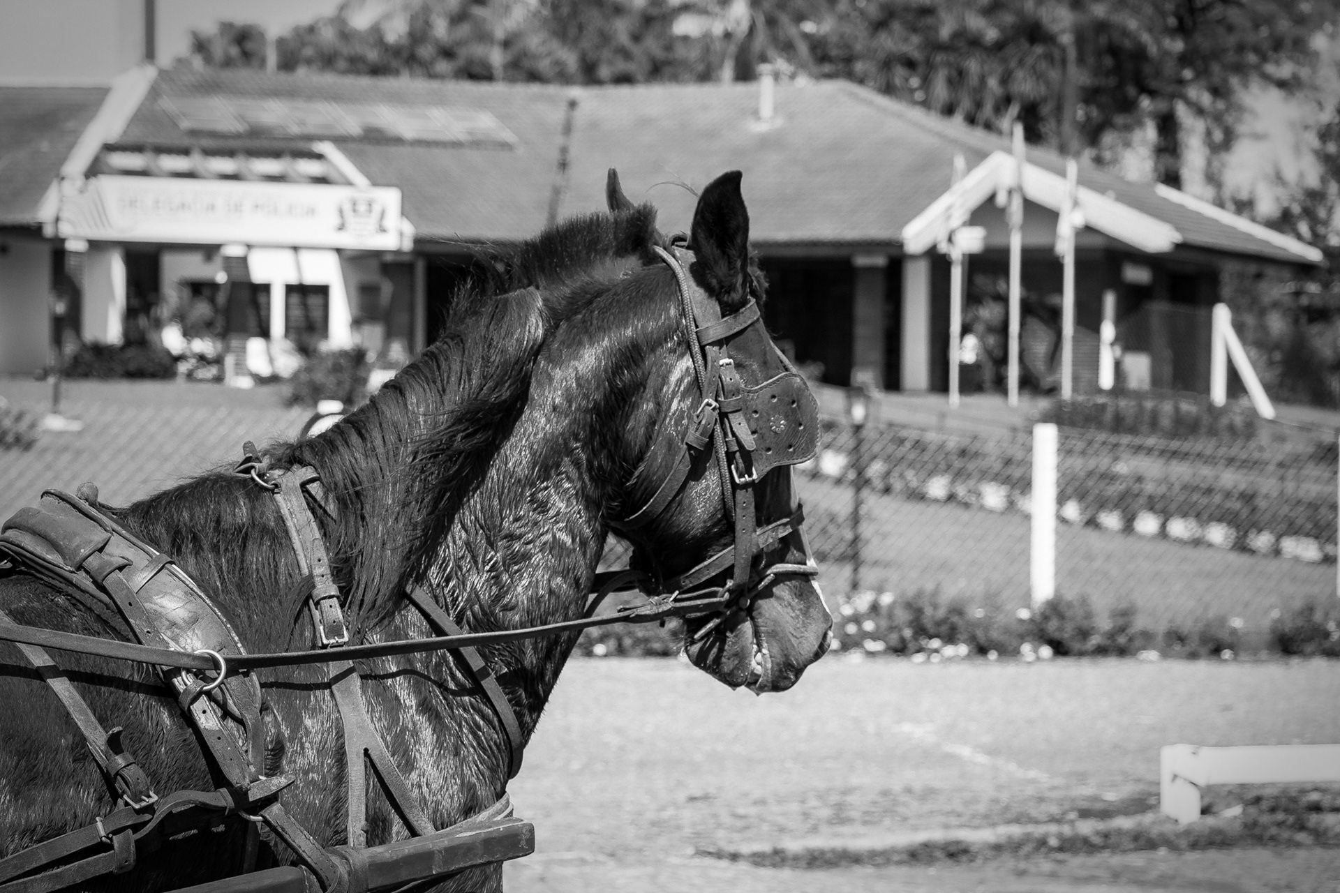 Holambra in BW - Image 4