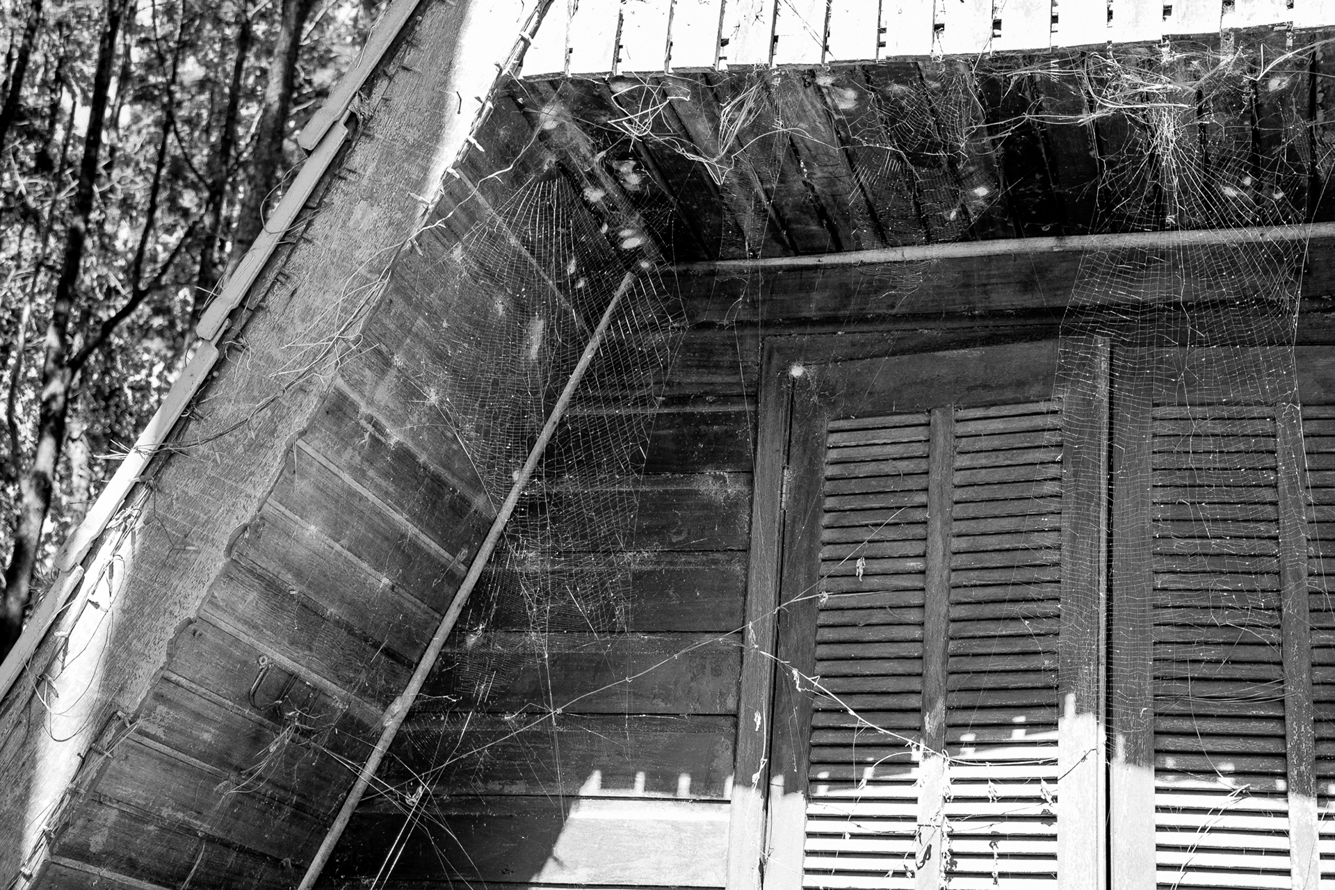 Holambra in BW - Image 6