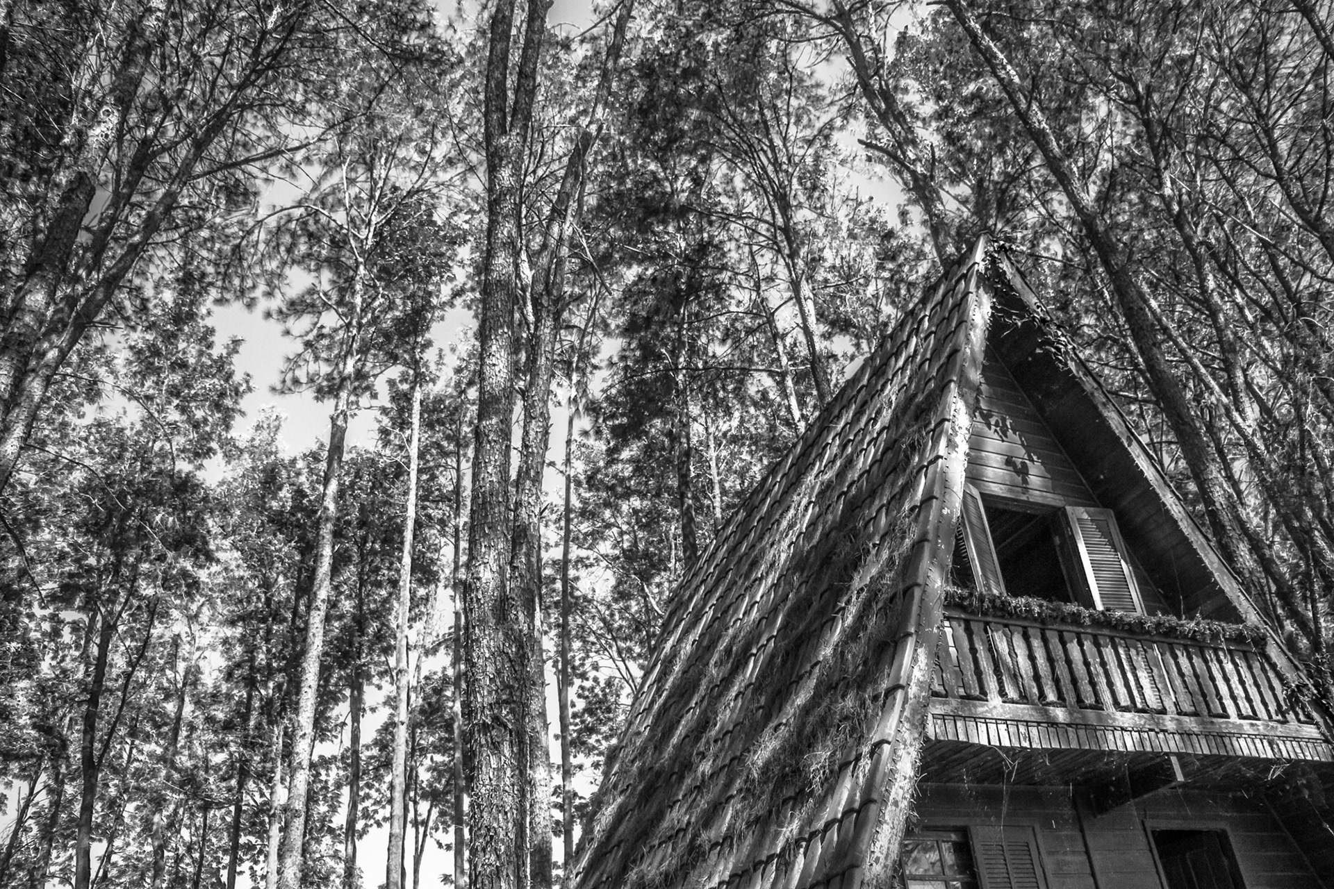 Holambra in BW - Image 12