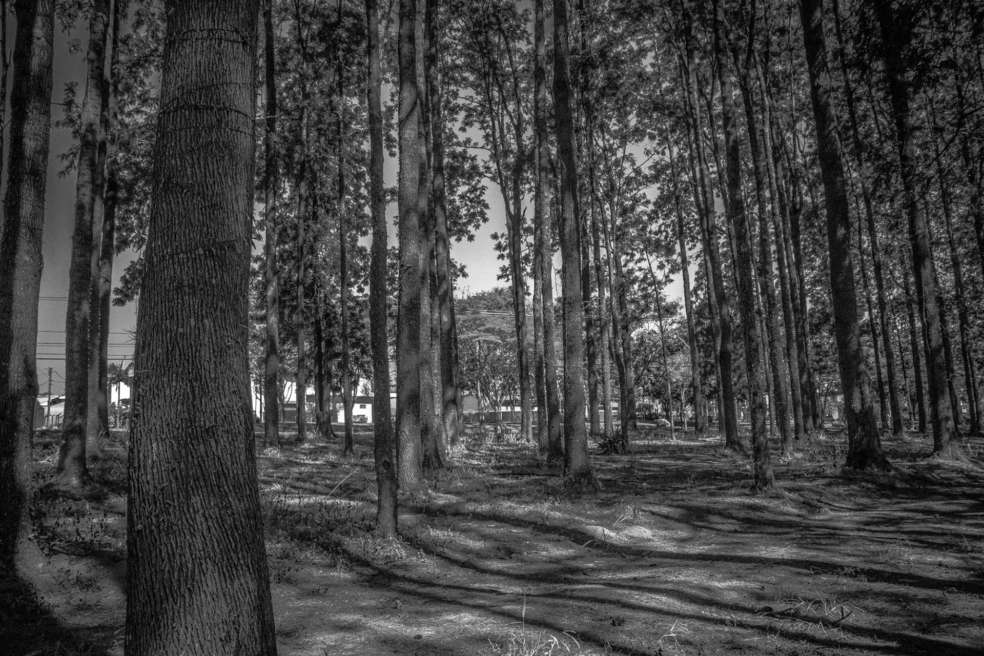 Holambra in BW - Image 13