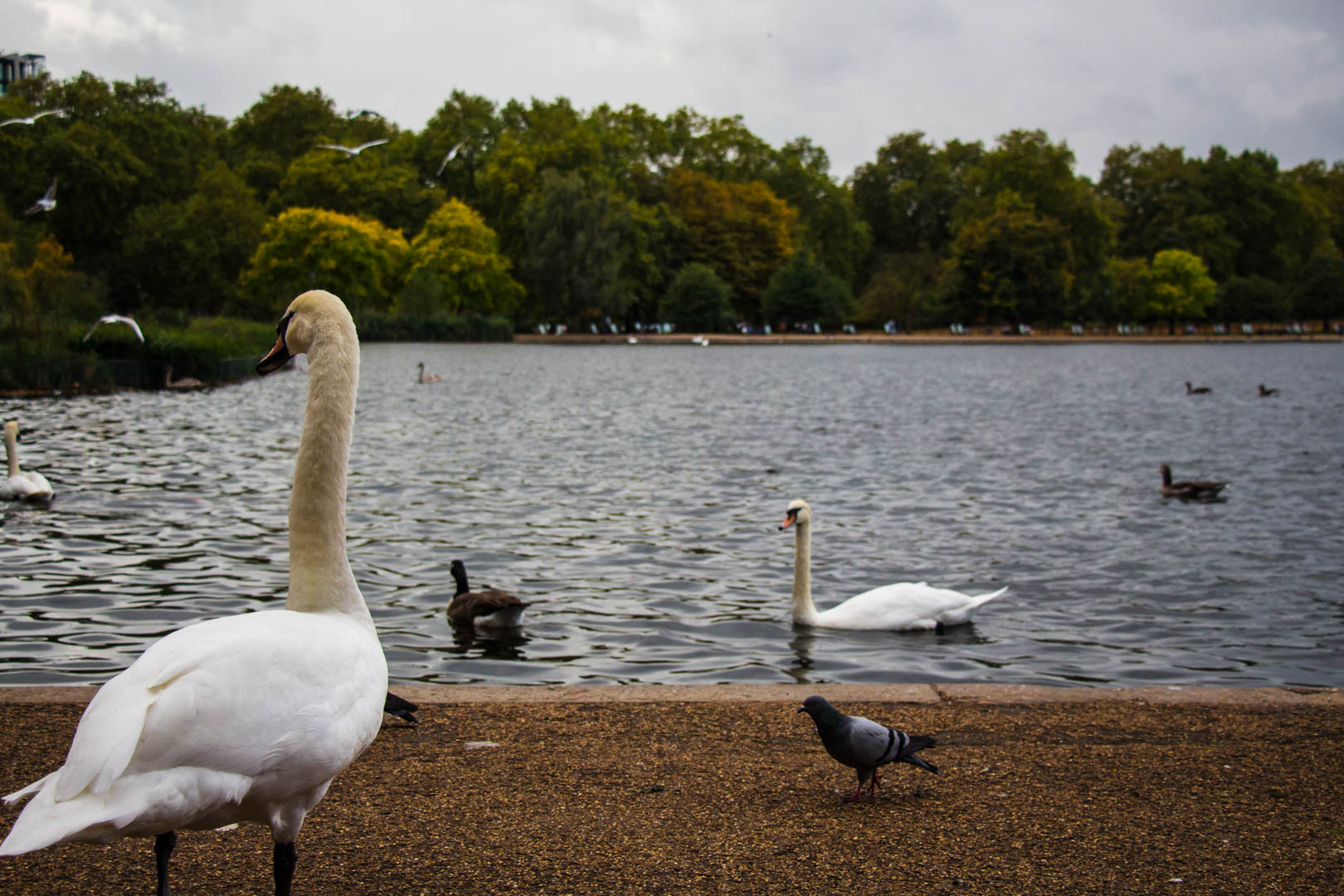 Hyde Park - Image 3
