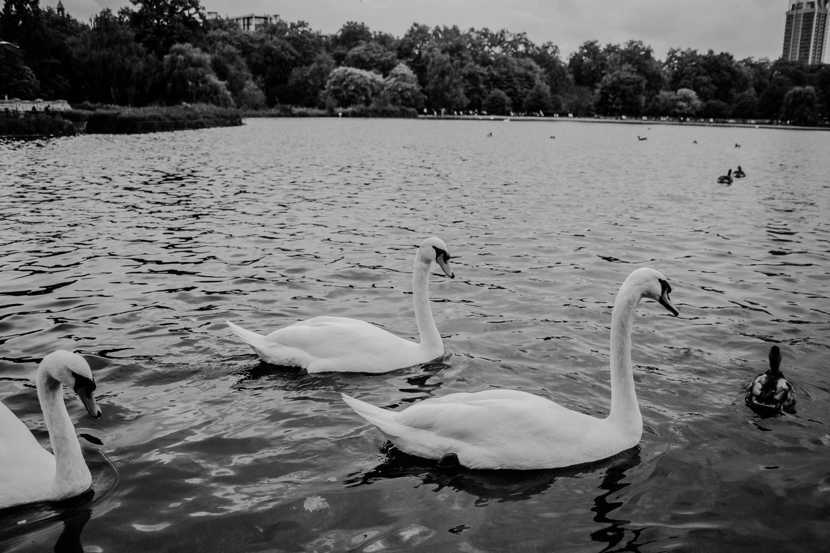 Hyde Park - Image 5