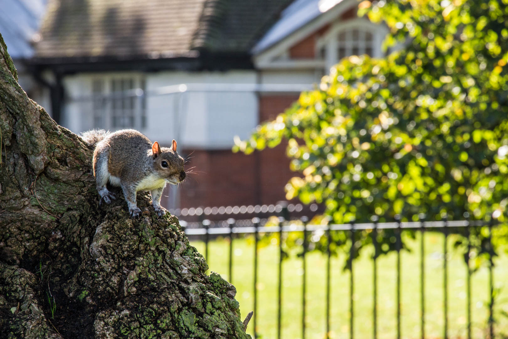 Hyde Park - Image 12