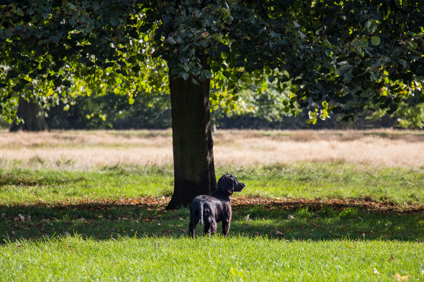 Hyde Park - Image 14