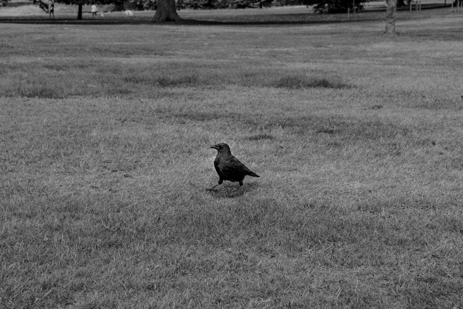 Hyde Park - Image 22