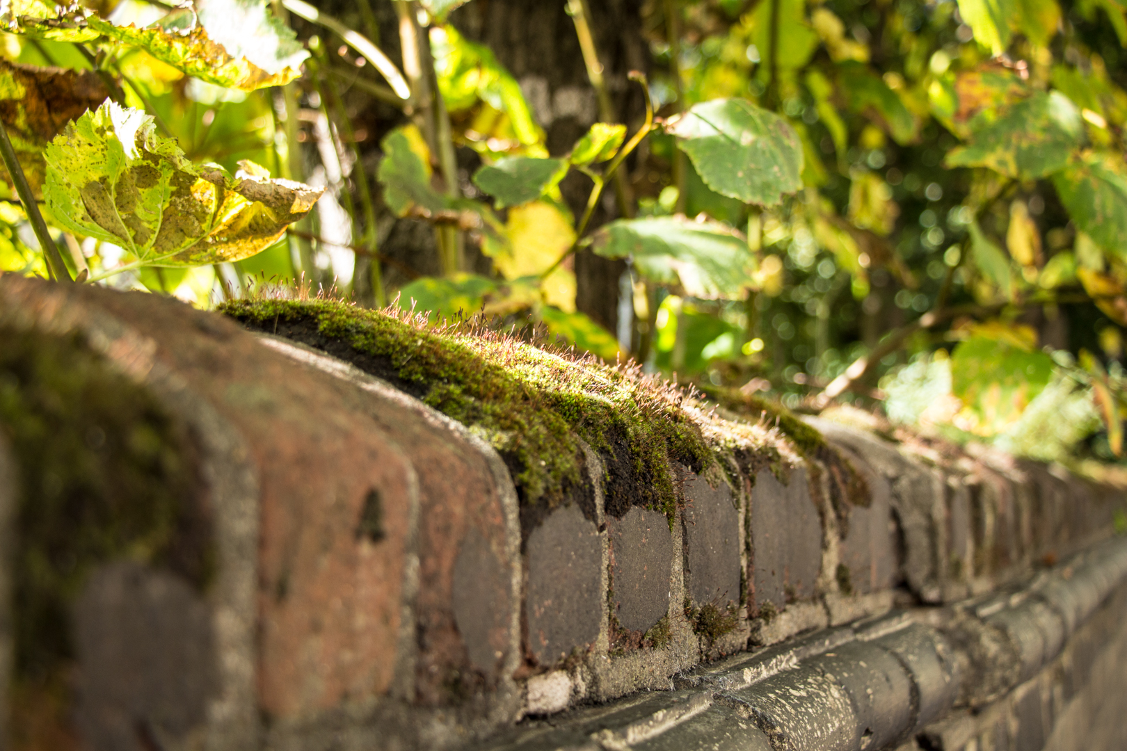 Mixed Abbey Road Sensations - Image 9