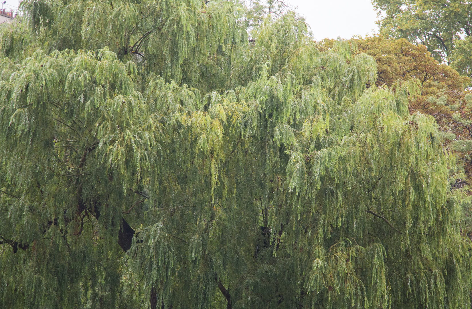 More Paris - Image 5