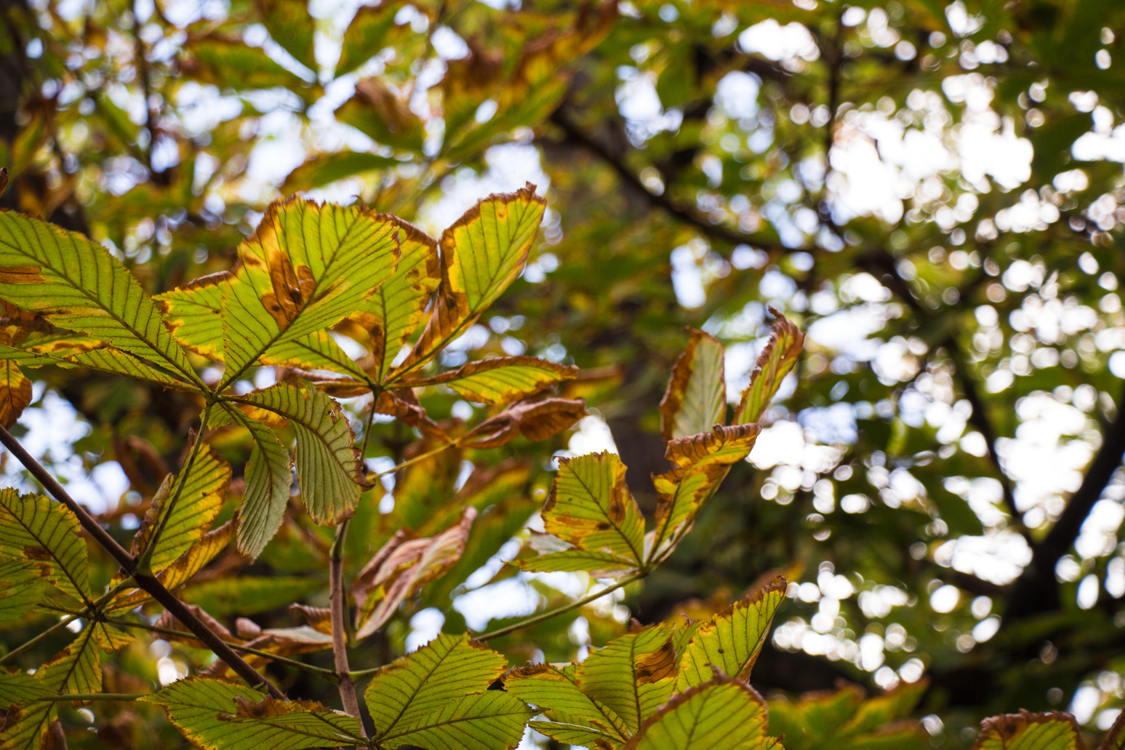 More Paris - Image 8