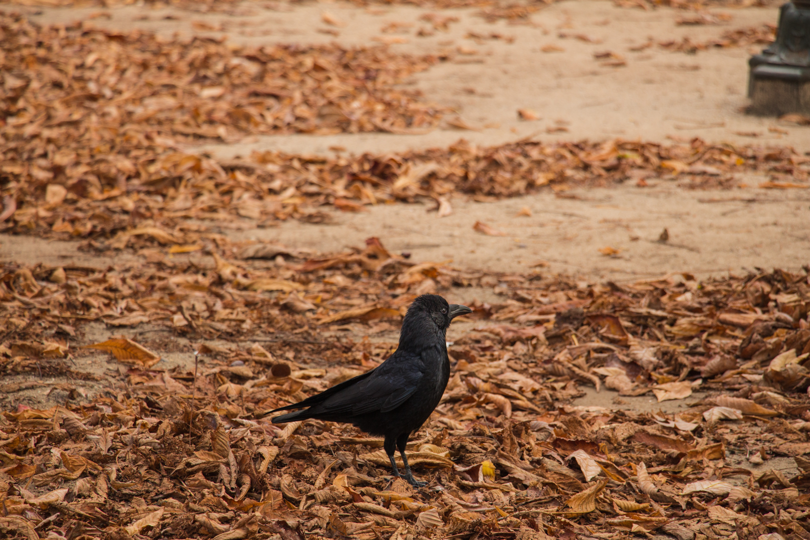 More Paris - Image 10