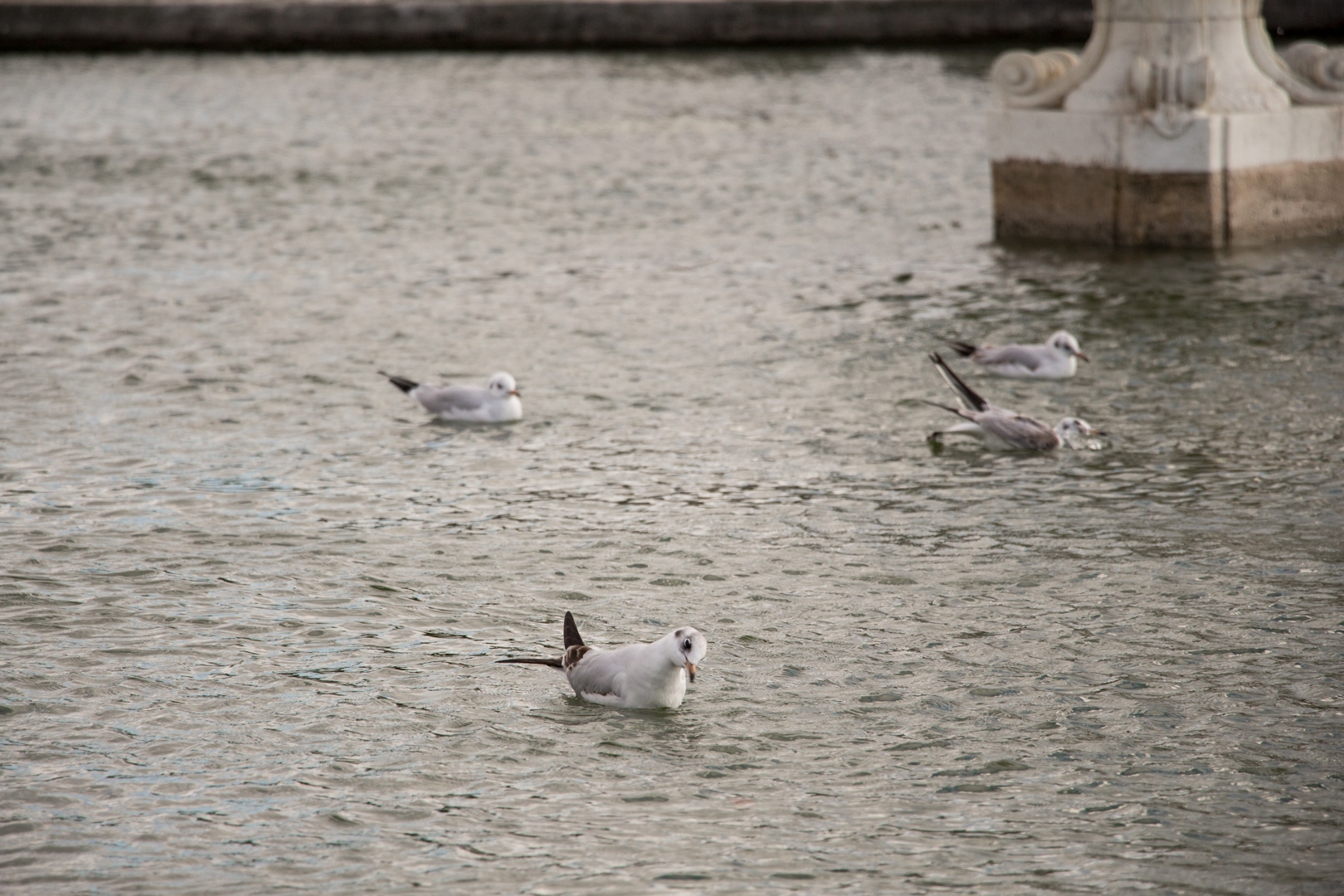 More Paris - Image 12