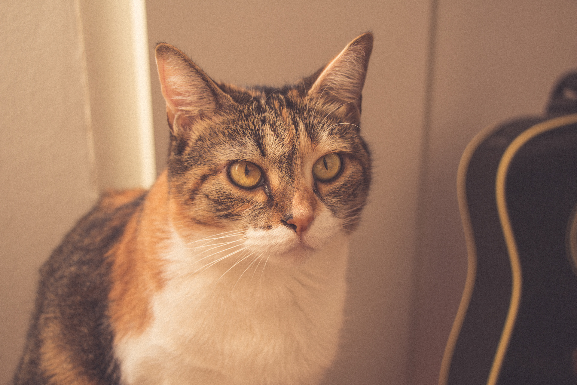 Vintage Caturday - Image 2