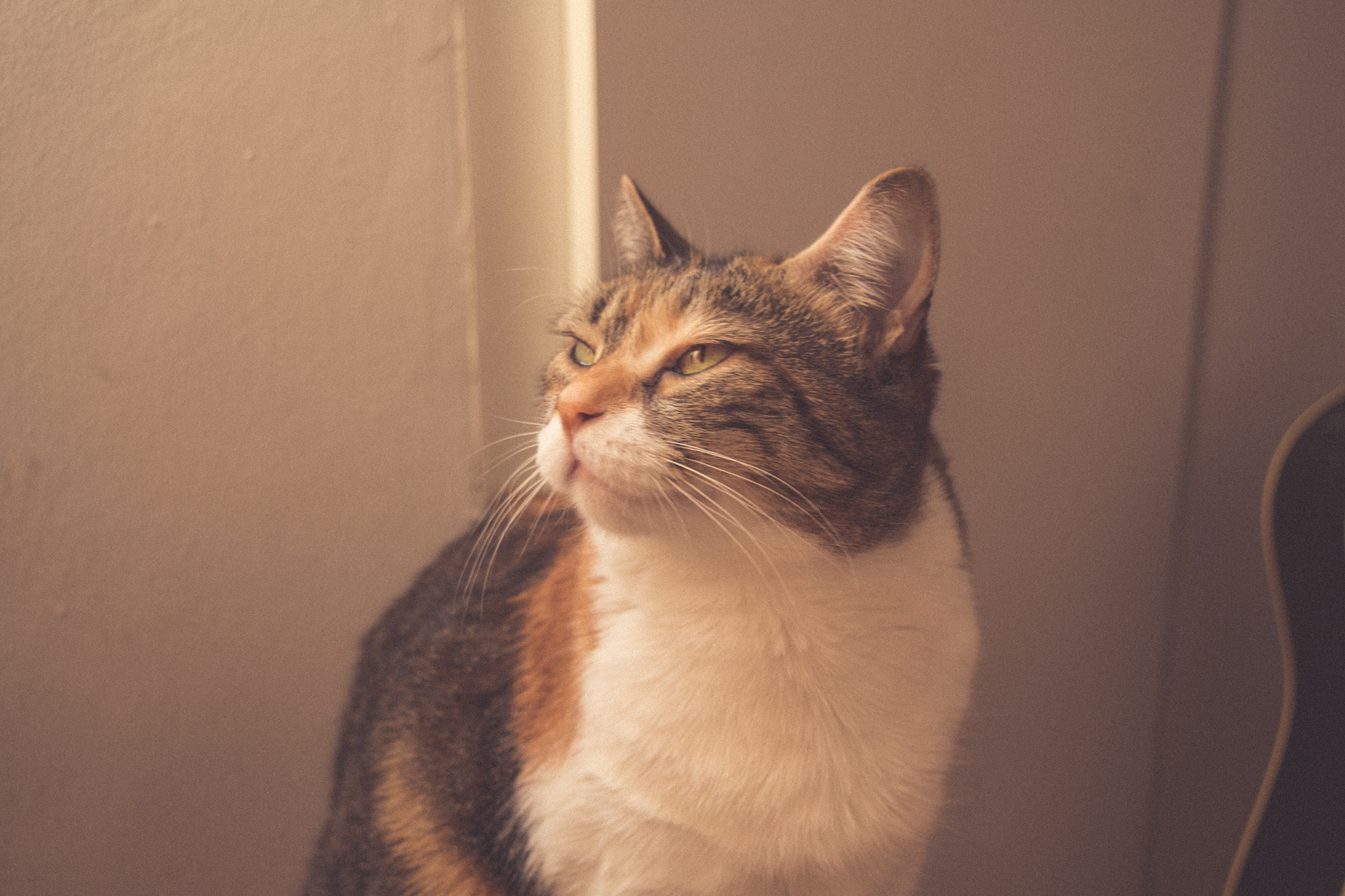 Vintage Caturday - Image 3