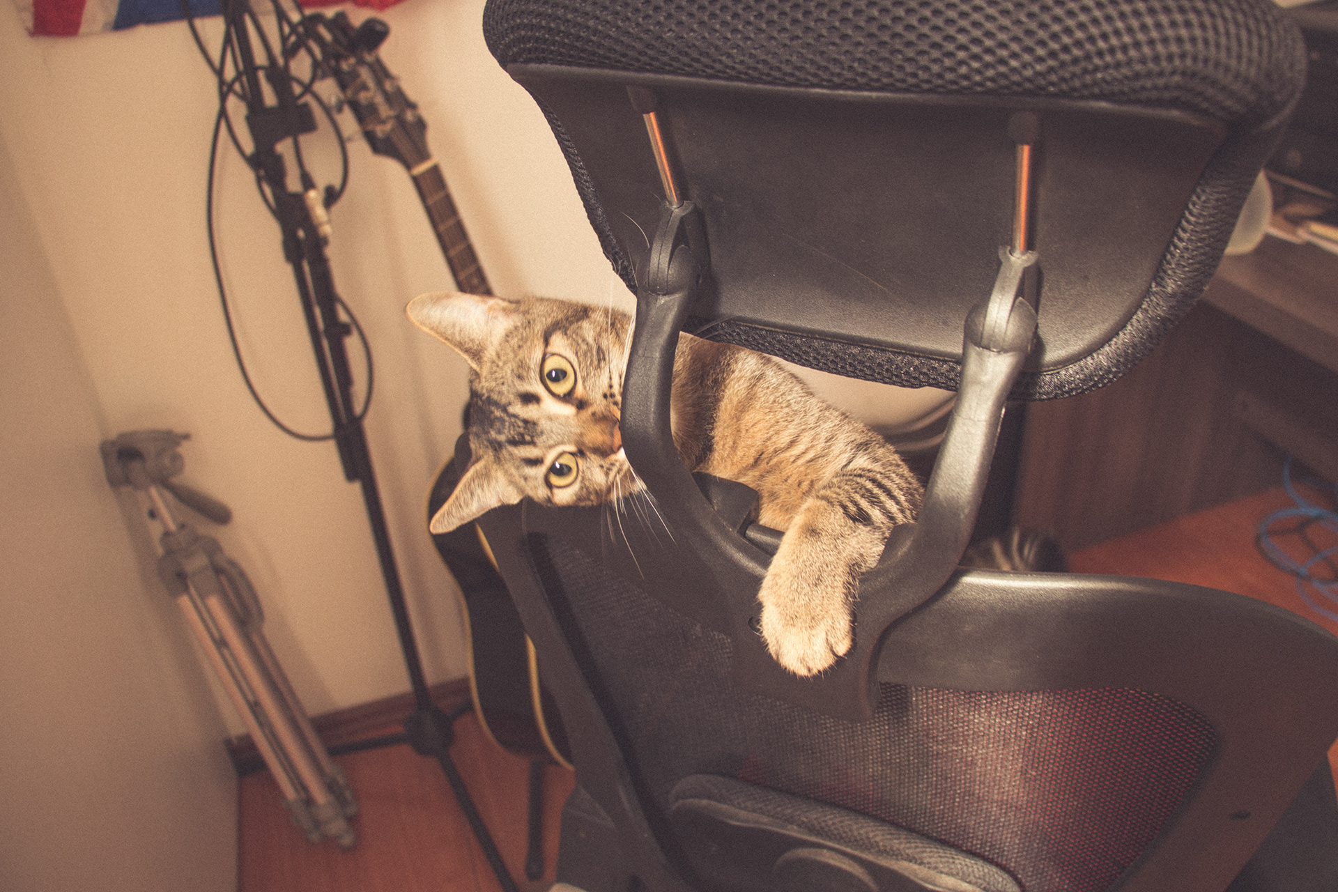 Vintage Caturday - Image 4