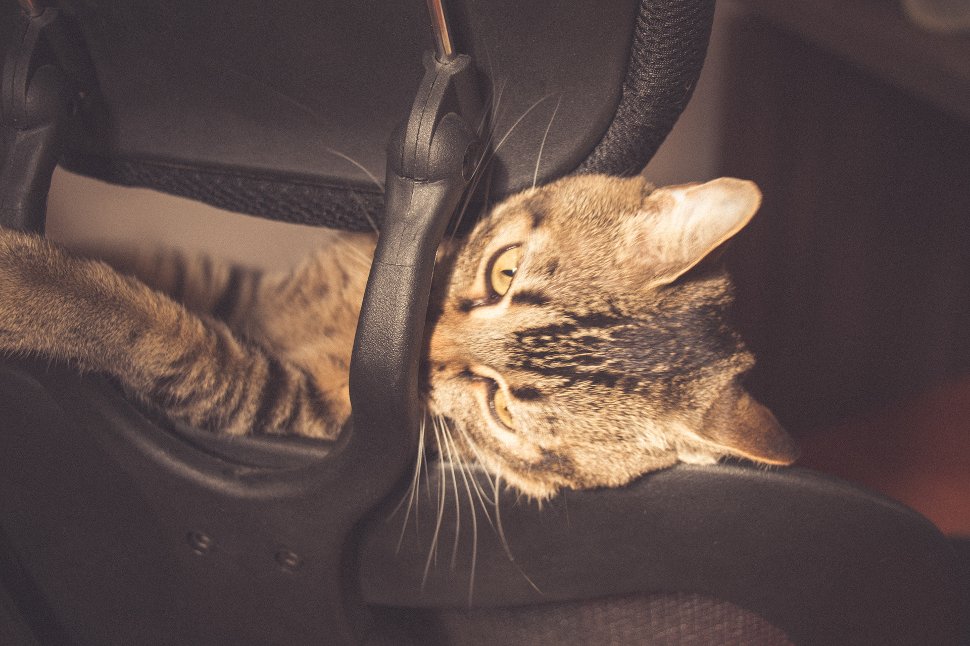 Vintage Caturday - Image 5