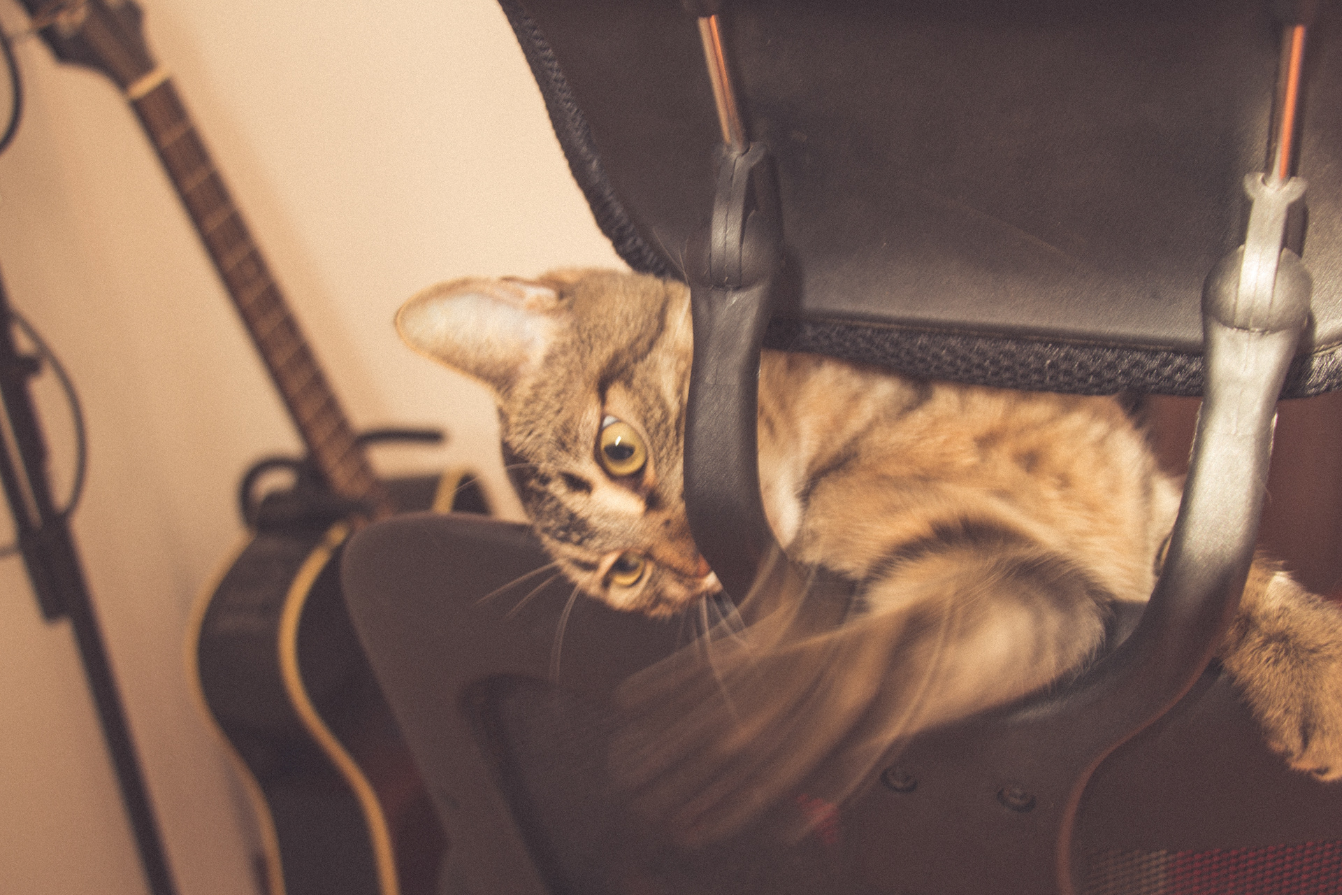 Vintage Caturday - Image 6