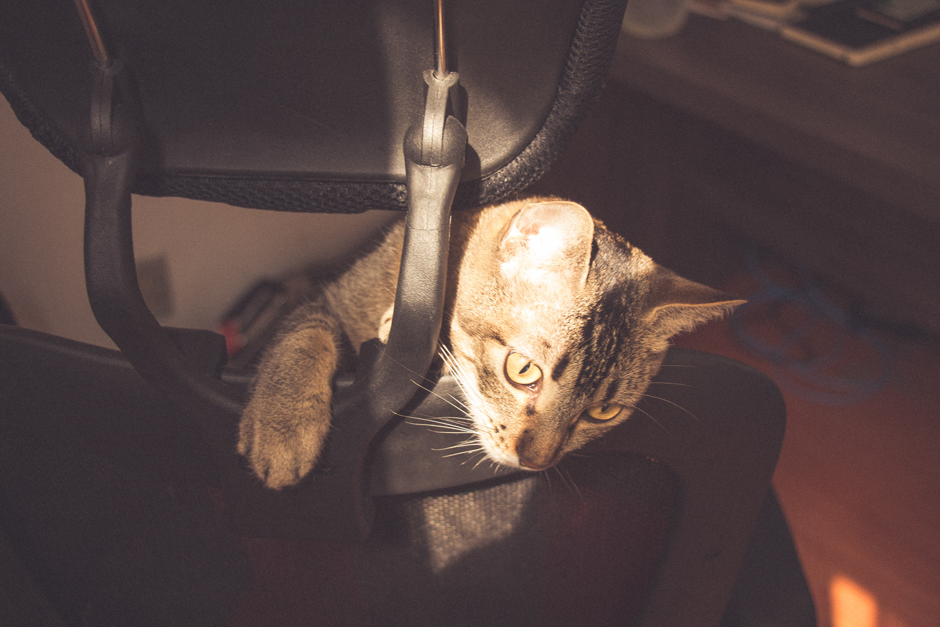 Vintage Caturday - Image 7