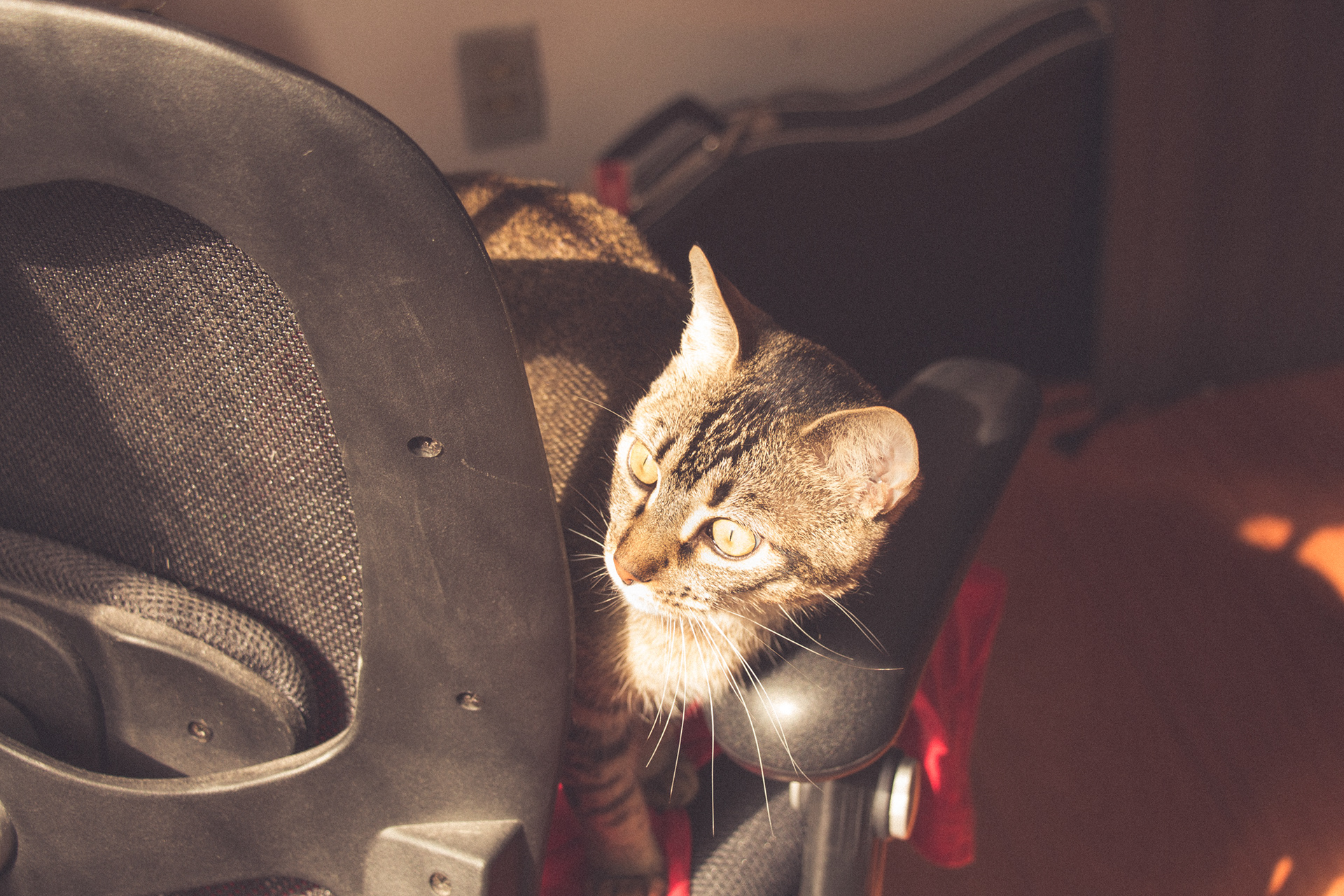 Vintage Caturday - Image 8