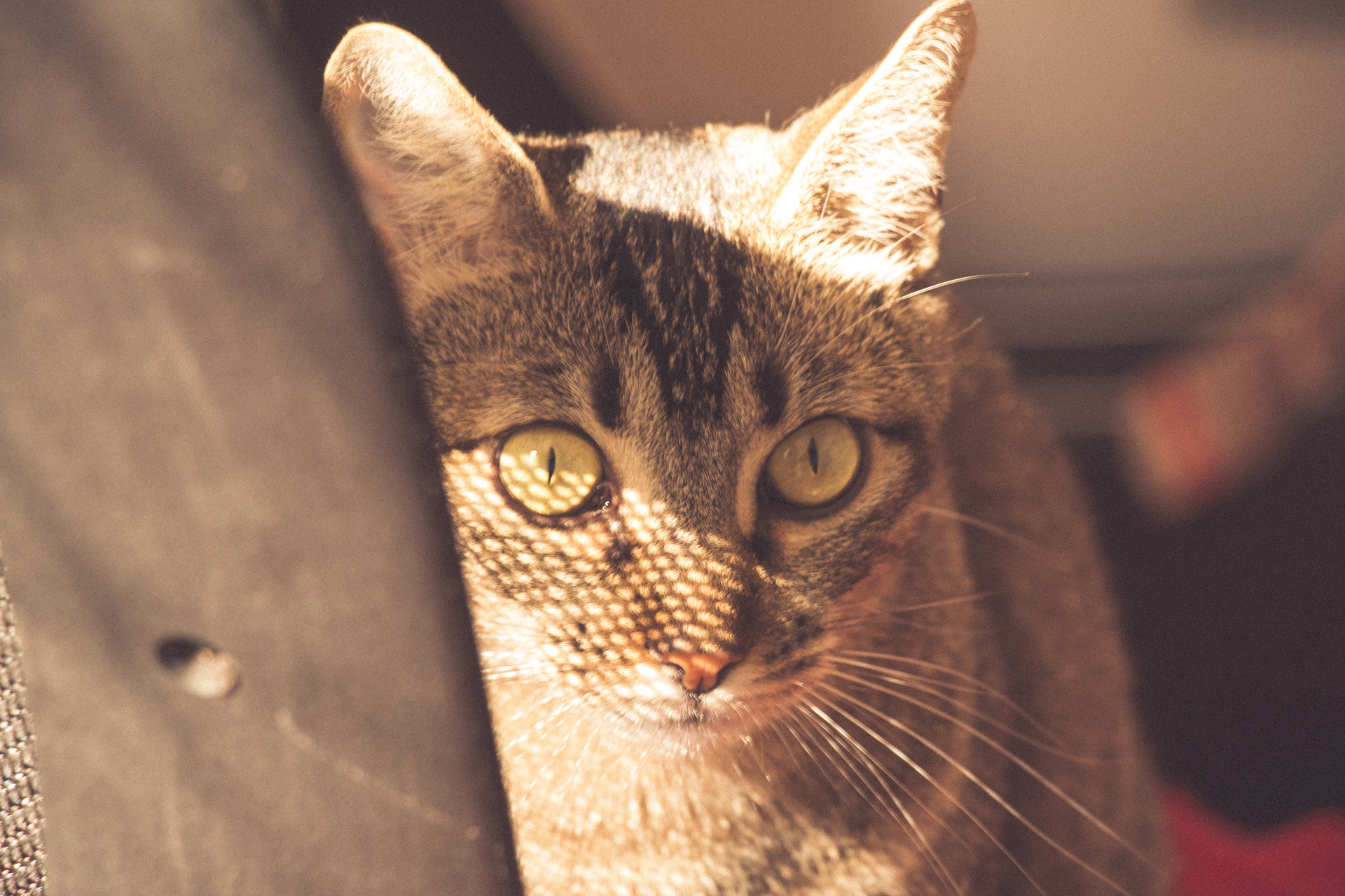 Vintage Caturday - Image 9