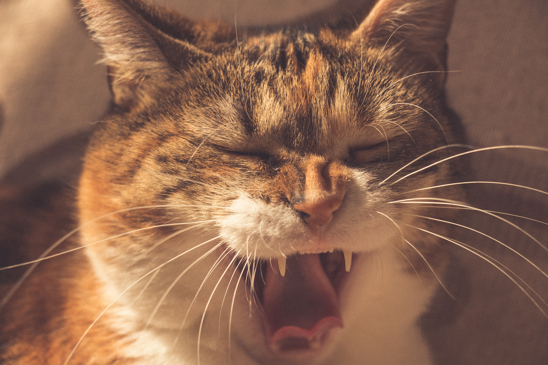 Vintage Caturday - Image 10