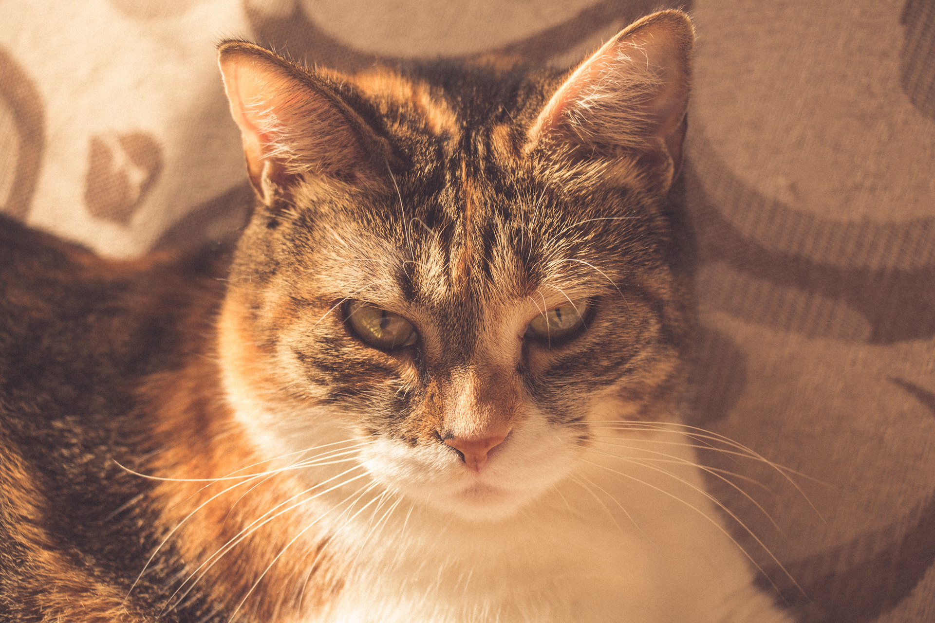 Vintage Caturday - Image 11